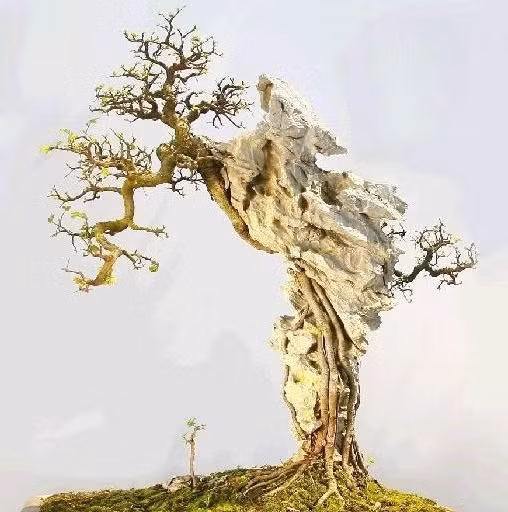 Tác phẩm bonsai bám đá cổ kỳ quái. Ảnh: Agrimark.