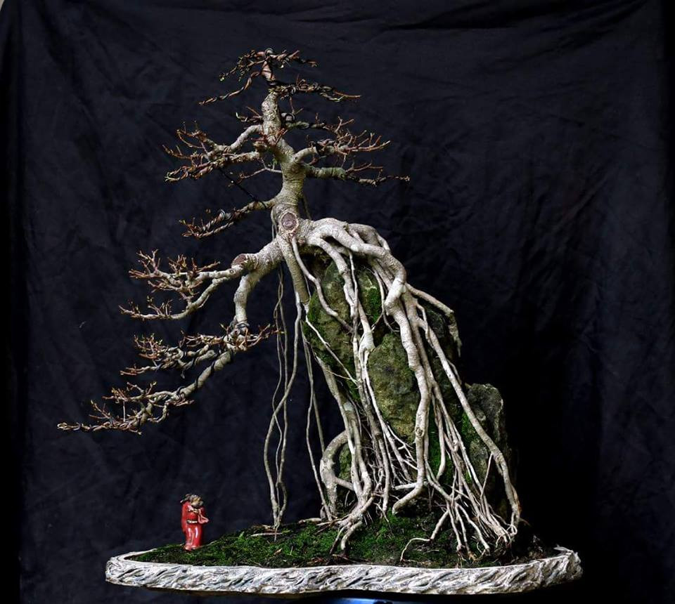 Moi mat ngam loat bonsai bam da day nghe thuat