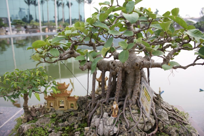 Thông thường sanh, si, đa... với bộ rễ khỏe được sử dụng để tạo dáng bonsai bám đá. Ảnh: Caybonsaimini.