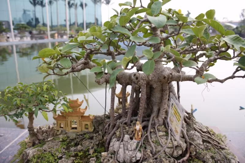 Thông thường sanh, si, đa... với bộ rễ khỏe được sử dụng để tạo dáng bonsai bám đá. Ảnh: Caybonsaimini.
