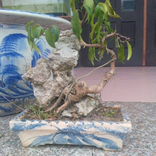 Yếu tố thẩm mỹ của cây bonsai mini nổi bật ở bộ rễ ôm, bám chặt vào đá. Ảnh: Bonsaiminitb.