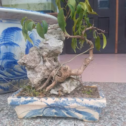 Yếu tố thẩm mỹ của cây bonsai mini nổi bật ở bộ rễ ôm, bám chặt vào đá. Ảnh: Bonsaiminitb.