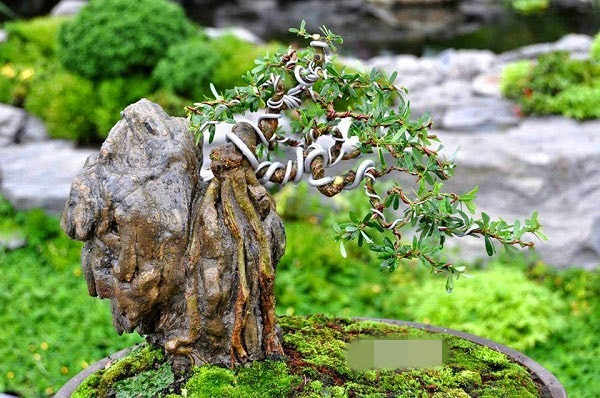 Các chậu bonsai bám đá thường có giá trị cao vì nó thể hiện độ khó của việc tạo dáng cây. Ảnh: Bonsaininhbinh.