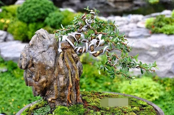 Các chậu bonsai bám đá thường có giá trị cao vì nó thể hiện độ khó của việc tạo dáng cây. Ảnh: Bonsaininhbinh.