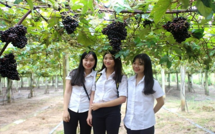 Ước tính, một năm ông Thông thu lợi nhuận hơn 300 triệu đồng từ vườn nho rừng. Ảnh: Nongnghiep.