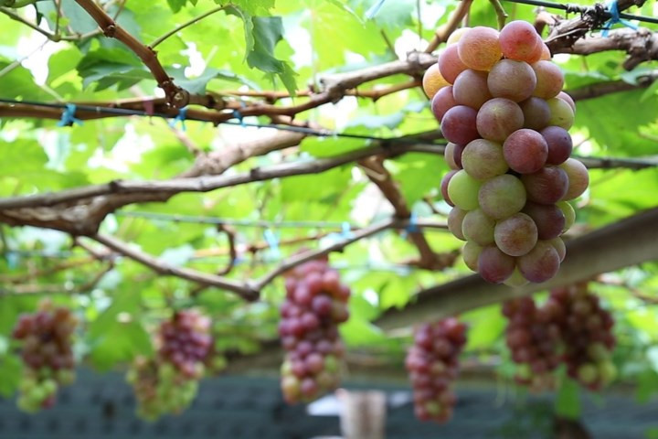 Vườn nho của ông Ở có khoảng 30 gốc cho trái, mỗi vụ thu hoạch trên dưới 1.000 chùm, giá bán từ 60.000 - 80.000 đồng/kg. Ảnh: Zing.