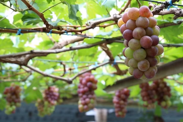 Vườn nho của ông Ở có khoảng 30 gốc cho trái, mỗi vụ thu hoạch trên dưới 1.000 chùm, giá bán từ 60.000 - 80.000 đồng/kg. Ảnh: Zing.