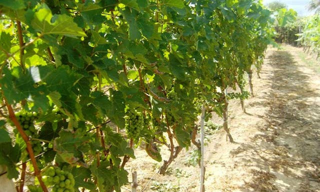 Khi còn non, nho tím có màu xanh, vào giai đoạn chín thì chuyển sang màu tím, thưởng thức có vị chua ngọt thơm. Ảnh: Dân Việt.