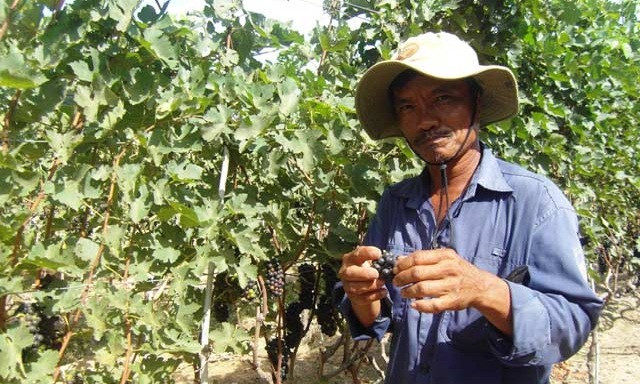 Anh Thạch Vũ Vương là người trồng nho tím độc nhất vô nhị trên địa bàn xã Phước Thuận (Ninh Phước, Ninh Thuận). Ảnh: Dân Việt.