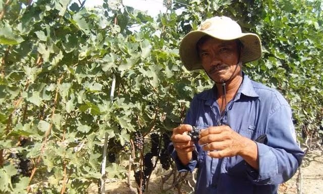 Anh Thạch Vũ Vương là người trồng nho tím độc nhất vô nhị trên địa bàn xã Phước Thuận (Ninh Phước, Ninh Thuận). Ảnh: Dân Việt.