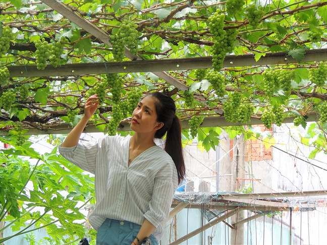 Với diện tích 400m2, vườn nho của ông bao gồm cả nho đỏ và nho xanh, cho thu hoạch 3 lần/năm. Ảnh: Phunuonline.