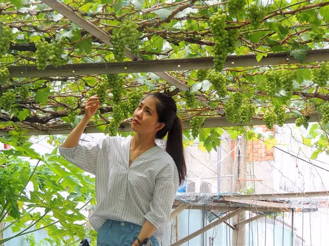 Với diện tích 400m2, vườn nho của ông bao gồm cả nho đỏ và nho xanh, cho thu hoạch 3 lần/năm. Ảnh: Phunuonline.