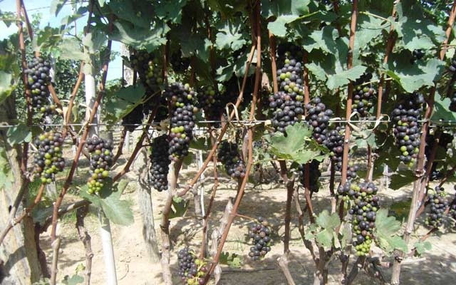  Nho tím trồng theo giàn đứng nên thu hoạch khá dễ, không mất nhiều thời gian. Ảnh: Dân Việt.