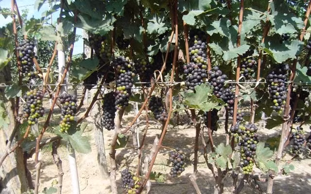  Nho tím trồng theo giàn đứng nên thu hoạch khá dễ, không mất nhiều thời gian. Ảnh: Dân Việt.