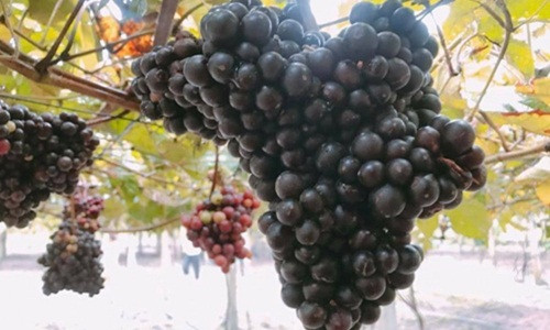 Với hơn 3.000 gốc nho, chủ vườn thu được khoảng 500kg/ngày vào mùa thu hoạch. Ảnh: Bazantravel.