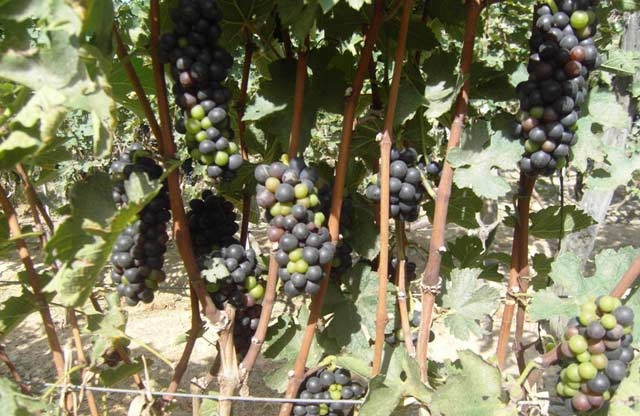 Với diện tích 5 sào, vườn nho của anh Vương cho tổng thu nhập trên 250 triệu đồng/năm, trừ chi phí lãi 200 triệu đồng/năm. Ảnh: Dân Việt.