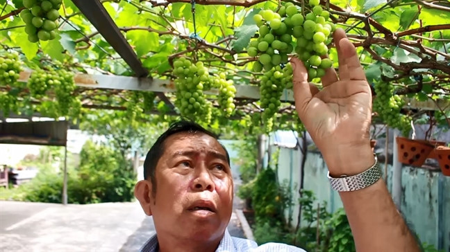 Giữa phố phường chật hẹp, toàn bê tông cốt thép, ông Trương Văn Ở (Q.9, TP HCM), trong cảnh vui thú điền viên đã trồng thành công vườn nho trĩu quả, cho thu nhập hàng trăm triệu đồng mỗi năm. Ảnh: Phunuonline.