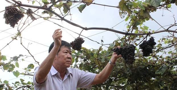 Sau khi hái, nho được ủ để làm rượi và mật nho rừng. Ảnh: Dân Việt.