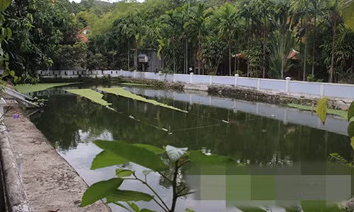 Một ao cá rộng bên trong biệt phủ của đại gia vàng. Ảnh: ConganTPHCM.