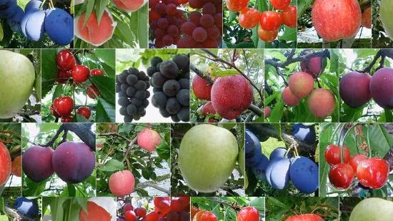 Nằm ở miền trung nước Nhật, tiếp giáp với Thủ đô Tokyo về phía tây, vùng đất trù phú Yamanashi cung cấp nhiều loại trái cây ngon cho cả đất nước mặt trời mọc suốt cả năm. Ảnh: TripAdvisor.