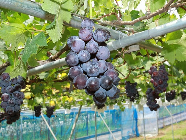 Một trong những giống nho phổ bến nhất tại Yamanashi là Kyoho tím và được sử dụng làm rượu vang. Nho Kyoho về Việt Nam có giá khoảng nửa triệu đồng/kg. Ảnh: Planetyze.