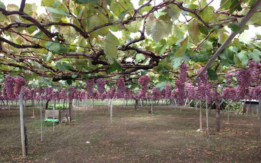 Yamanashi còn là nơi trồng nho, dâu tây nhiều và nổi tiếng nhất tại Nhật Bản. Ảnh: Fun japan.