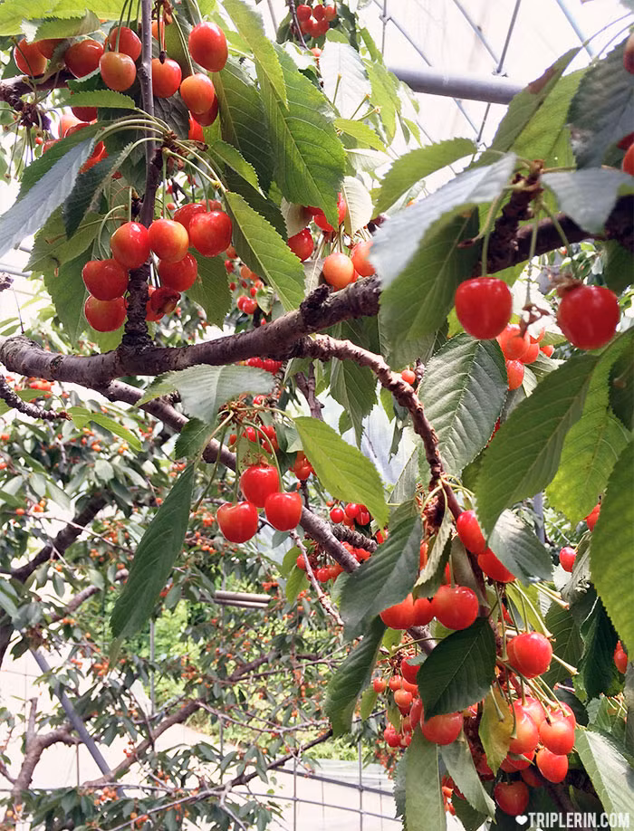 Tháng 7, 8, bạn sẽ choáng ngợp trước hàng trăm nông trại trồng cây anh đào, trái đỏ chín mọng trong veo như ngọc, lúc lỉu trên cành. Ảnh: Triplerin.