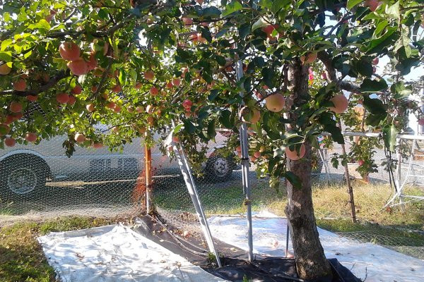 Nơi đây còn được mệnh danh là "Vương quốc trái cây" của Nhật Bản với bốn mùa trái chín ngọt cành. Ảnh: Japanese.