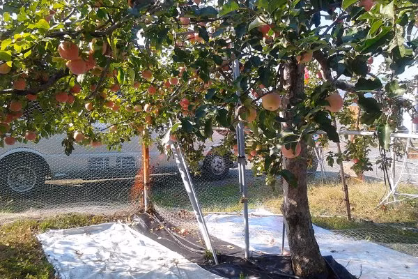 Nơi đây còn được mệnh danh là "Vương quốc trái cây" của Nhật Bản với bốn mùa trái chín ngọt cành. Ảnh: Japanese.