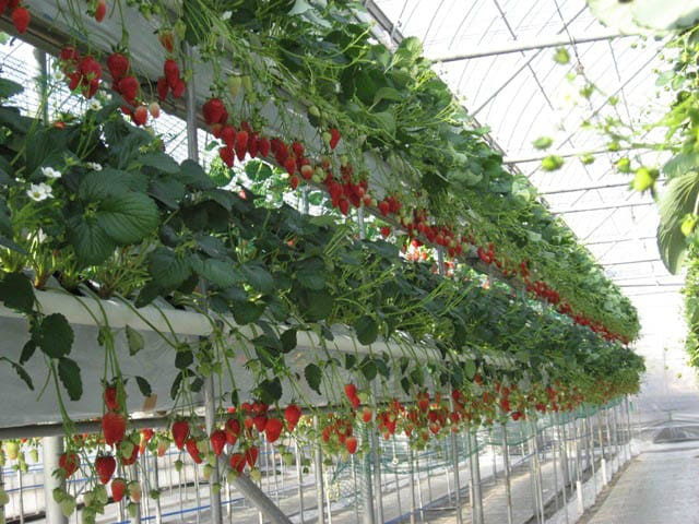 Từ tháng 6 - 11 hàng năm, du khách lại đổ về đây để thưởng thức những trái dâu chín mọng. Ảnh: Japan Fruits.