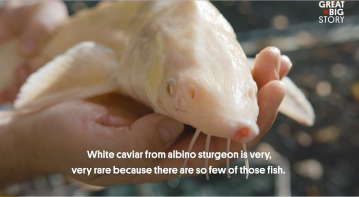 Loài cá tầm này được nuôi tại một trang trại cá nhỏ ở nước Áo.