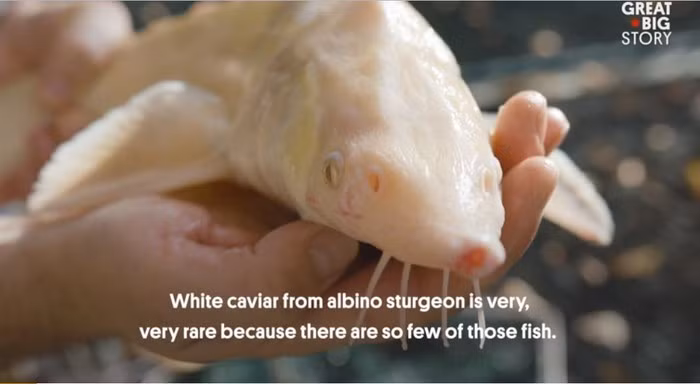 Loài cá tầm này được nuôi tại một trang trại cá nhỏ ở nước Áo.