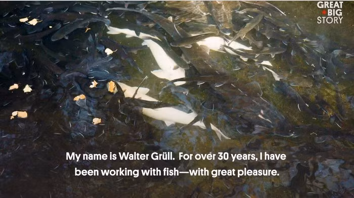 Điều kiện và quy trình chăm sóc cá tầm bạch tạng rất nghiêm ngặt.