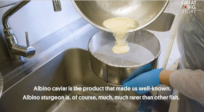 Sau đó, trứng cá tầm được khử nước, tách quả và trộn với bụi lá vàng 22 karat.