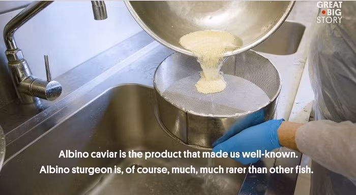 Sau đó, trứng cá tầm được khử nước, tách quả và trộn với bụi lá vàng 22 karat.