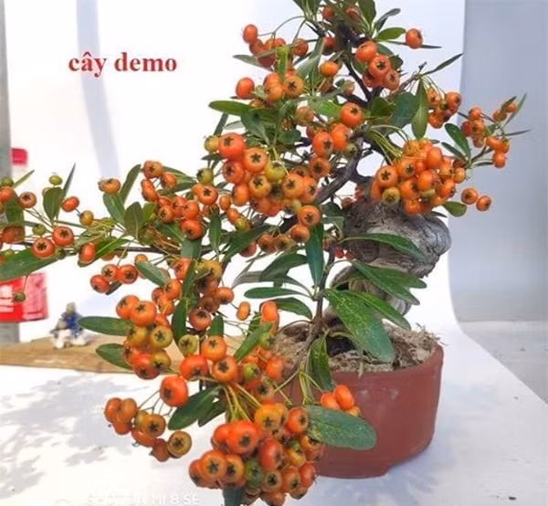 Cây táo gai vừa xuất hiện trên thị trường cũng được nhiều chị em quan tâm vì nó mang vẻ đẹp rực rỡ, hợp với gam màu mùa Giáng sinh. Ảnh: FB Huy Bùi Văn.