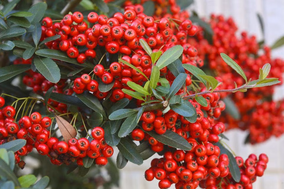 Theo một số người bán, táo gai là loại cây ở châu Âu, về Việt Nam theo đường xách tay. Ảnh: FB Bonsaicaycanh.