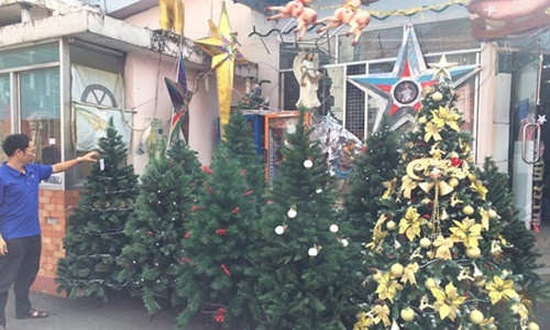 Theo khảo sát, năm nay cây thông nhập khẩu từ Singapore được nhiều người chọn mua. Ảnh: Infonet.