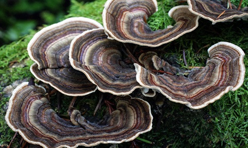 Thông thường, nấm mọc thành từng cụm. Ảnh: MykoWeb.