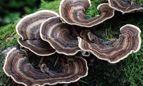 Thông thường, nấm mọc thành từng cụm. Ảnh: MykoWeb.