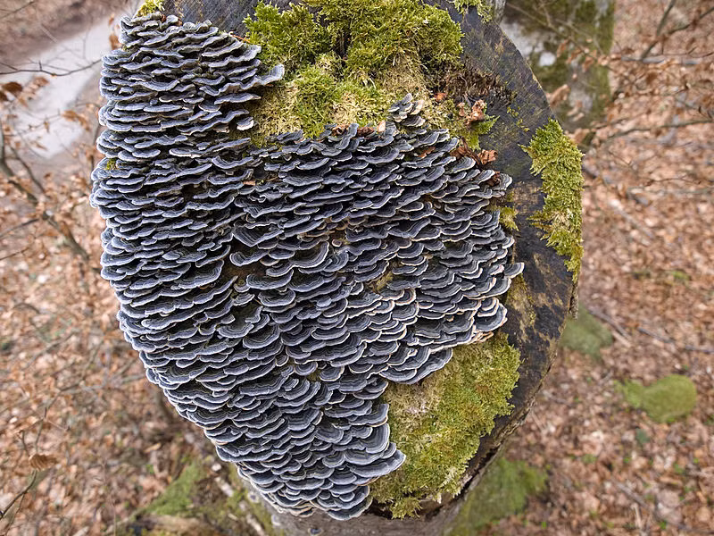 Đây cũng chính là yếu tố tác động đến giá thành của sản phẩm. Ảnh: Wiki.