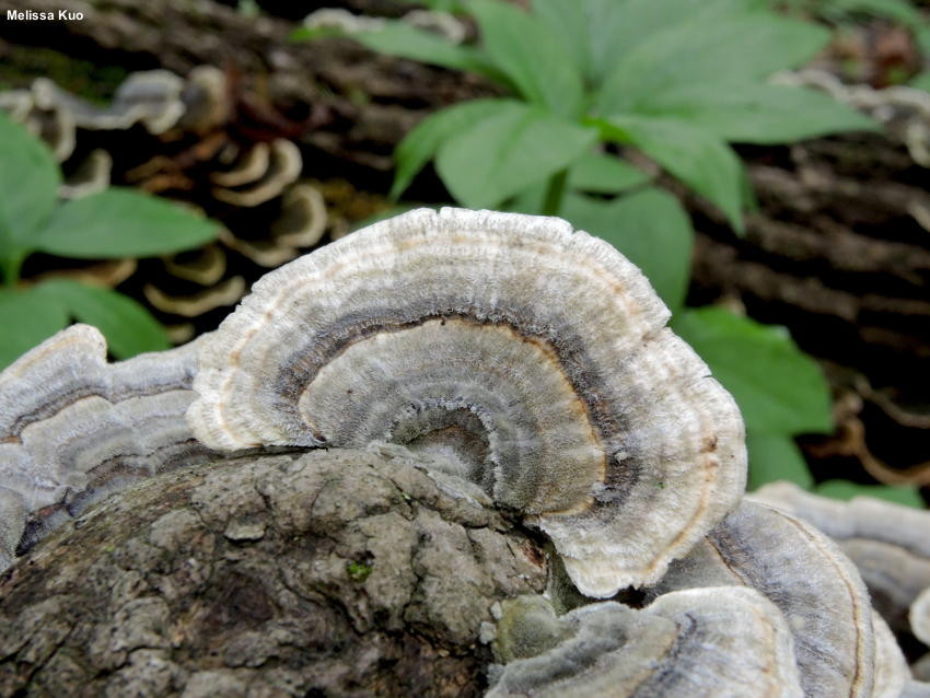 Trên bề mặt nấm có phủ một lớp lông mịn. Ảnh: MushroomExpert.