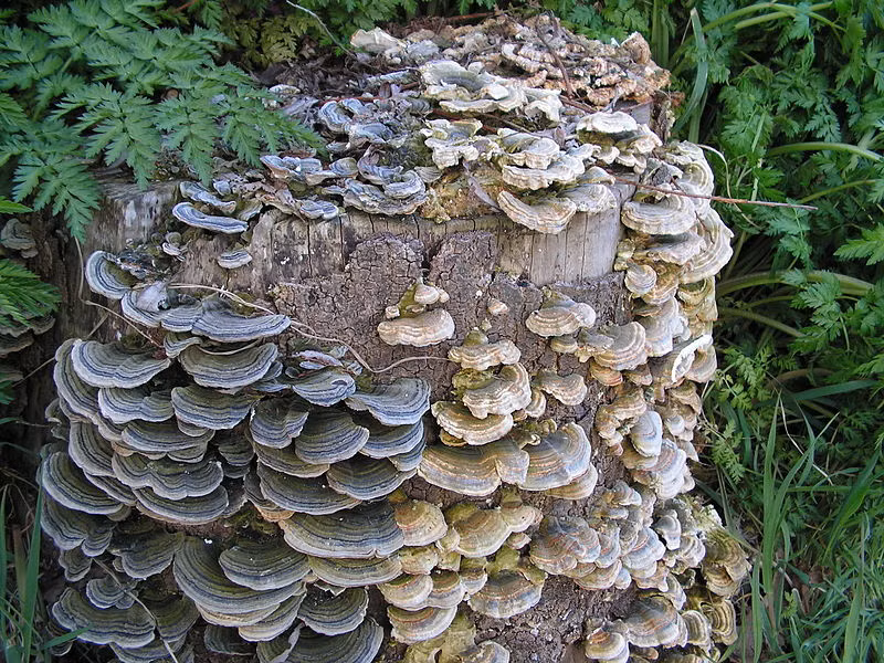 Hiện tại, loại nấm này đã được trồng thành công nhưng quy trình trồng nấm kéo dài từ 6-7 tháng mới cho thu hoạch. Ảnh: Wiki.