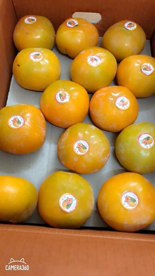 Với giá 280.000 đồng/kg, tính ra mỗi quả hồng Hàn Quốc có giá gần 100.000 đồng. Ảnh: Hằng Trần Fruits.