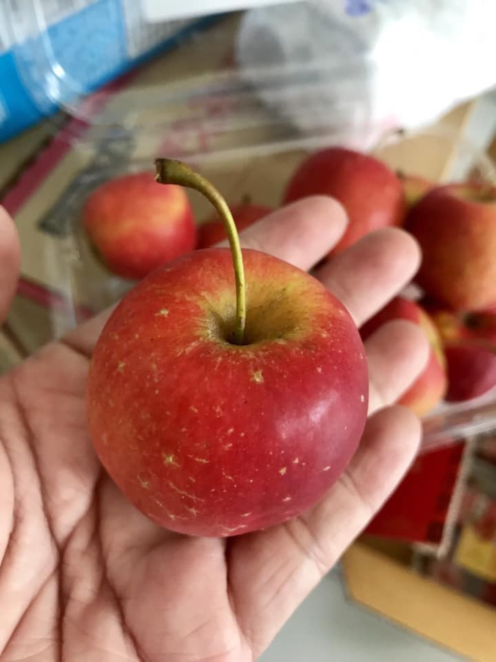 Tháng 9-10 là mùa táo mini Hàn Quốc nên hiện tại, lượng hàng về Việt Nam khá dồi dào. Ảnh: FB Thi Le.