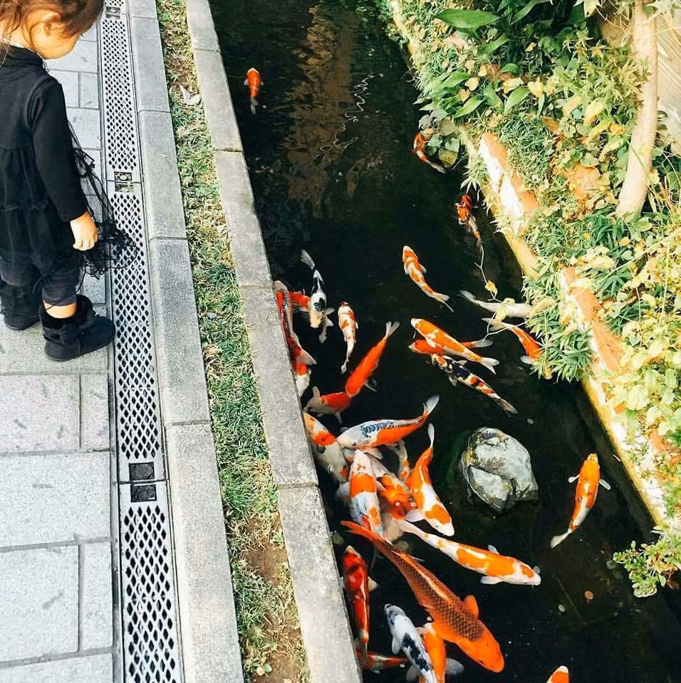 Nhiều du khách ngang qua đều dừng lại để chiêm ngưỡng đàn cá koi đẹp mắt. Ảnh: Keepitrelax.