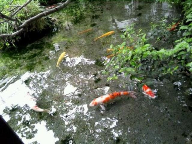 Năm 1978, Hiệp hội khu phố bắt đầu quy hoạch hệ thống đường thủy nội địa với nguồn nước sạch để nuôi cá koi. Ảnh: Guides-Japan.