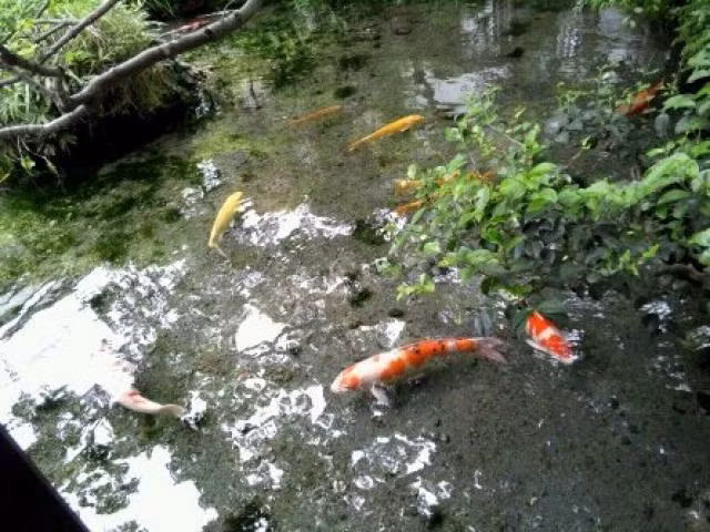 Năm 1978, Hiệp hội khu phố bắt đầu quy hoạch hệ thống đường thủy nội địa với nguồn nước sạch để nuôi cá koi. Ảnh: Guides-Japan.