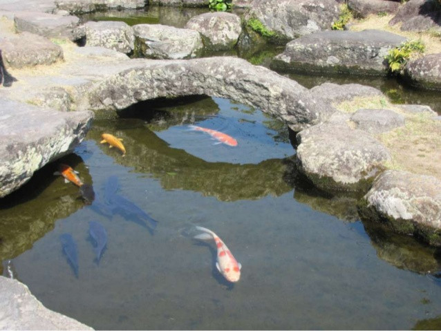 Thực tế, cá koi là loài cá chép được thuần hóa, lai tạo để nuôi làm cảnh tại Nhật Bản. Ảnh: SlideShare.