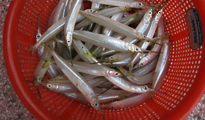 Cá lìm kìm gai được thu mua từ người dân, sau đó phơi khô và bán cho đầu mối ở TP Cà Mau với giá từ 2,7-3 triệu đồng/kg, tùy theo kích cỡ lớn nhỏ. Ảnh: Dân Việt.